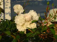 DSC01291.webp