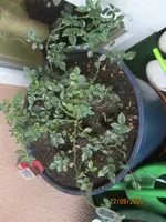 Rose Bodendecker.webp