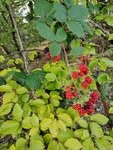 IMG_20200922_162818.jpg
