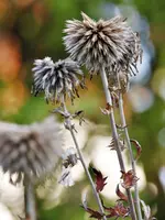 image002.webp