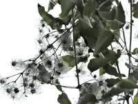 image007.webp