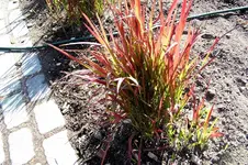 16.2 rotes Gras.webp