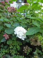 P1010731.webp