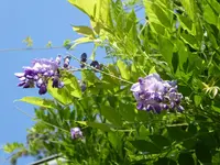 P1010740.webp
