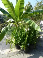 P1010743Stern-Gladiole.webp