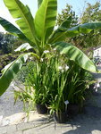 P1010743Stern-Gladiole.JPG