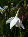 P1010744Stern-Gladiole.JPG