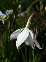 P1010744Stern-Gladiole.webp