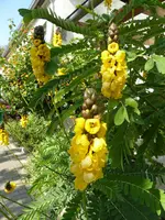 P1010747geflügelte Senna.webp