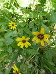 P1010750gelbe Schokoladenblume.JPG
