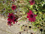 P1010751dunkle Schokoladenblume.JPG