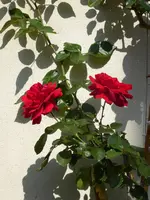 P1010753Kletterrose Sympathie.webp