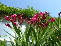 P1010757.webp