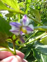 P1010780.webp