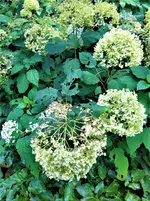 IMG_20200910_124924_1.webp
