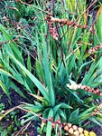 IMG_20200908_125629_1.jpg