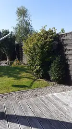 Kletterhortensie.webp