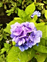 IMG_20200910_124703_3.jpg