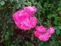 DSC01296.webp