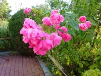 DSC01297.webp