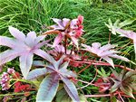 IMG_20200910_120853_1.jpg