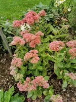 IMG_20200924_174534.webp