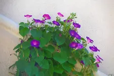 030 Winden September.webp