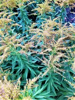 IMG_20200917_162523_1.webp