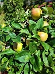 IMG_20200729_153617.jpg