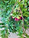 IMG_20200910_120634_1.jpg