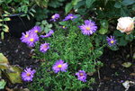 Aster0215.JPG