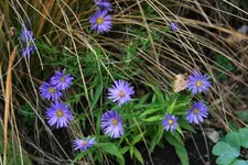 Aster0315.webp