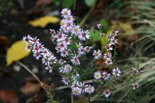 Aster0515.webp
