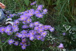 Aster0516.JPG