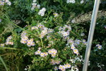 Aster0616.JPG