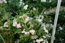 Aster0616.webp