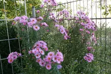 Herbstaster  0119.webp