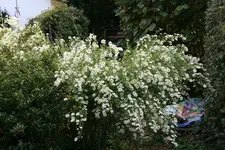 Herbstaster  0419.webp