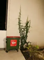 Innehof2.webp