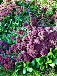 IMG_20200917_160043.jpg