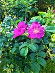 IMG_20200917_163104_1.jpg