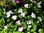IMG_20200917_161020_4.jpg