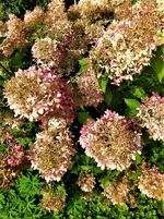 IMG_20200910_125313_1.webp