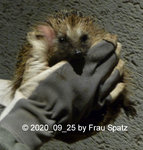 Forum Igel Männchen 2020_09_25 P1160293.jpg