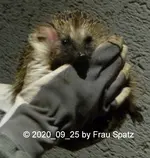 Forum Igel Männchen 2020_09_25 P1160293.webp Forum Igel Männchen 2020_09_25 P1160293.webp