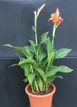 Canna-Island_5-L-Topf_2020-06.jpg