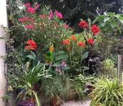 Terrasse 2020-08 Cannas_Brugmansia-Oleander.webp