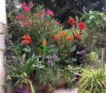 Terrasse 2020-08 Cannas_Brugmansia-Oleander.jpg