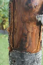 KirscheRinde5.webp
