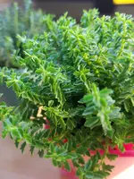 20200927_164233.webp 20200927_164233.webp